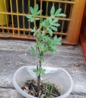 Лот: 15985370. Фото: 2. Саженцы лапчатки (курильский чай... Семена, рассада, садовые растения