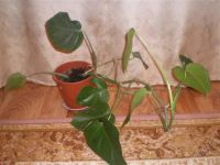 Лот: 841802. Фото: 2. Мостера. Комнатные растения и уход