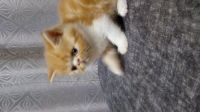 Лот: 14672009. Фото: 2. Котята экзоты. Животные и уход