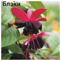 Лот: 7854308. Фото: 5. Фуксия