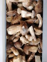 Лот: 4350430. Фото: 5. грибы белые свежие боровые 2020г...