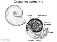 Лот: 20969380. Фото: 7. Аммонит. Красивый! Меловой период...