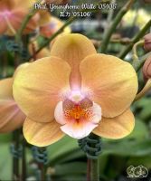 Лот: 25082813. Фото: 7. Орхидея фаленопсис азиатка от...