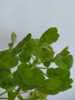 Лот: 16518775. Фото: 6. Пеларгония Mimi (кустик)