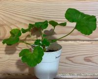 Лот: 14811724. Фото: 3. Пеларгония Brookside Primrose. Растения и животные