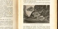 Лот: 18627295. Фото: 9. Н.Ф. Золотницкий . Аквариум любителя...