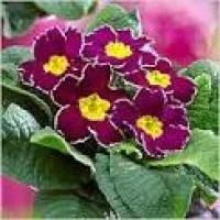 Лот: 7758596. Фото: 3. Многолетники (фалярис, примула... Для дачи, дома, огорода, бани, парка