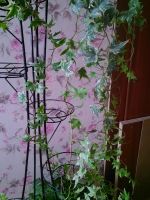 Лот: 11352899. Фото: 3. плющ. Растения и животные