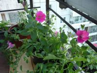 Лот: 1773630. Фото: 3. Петуния Ампельная Роуз Вейн Вельвет... Растения и животные