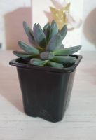 Лот: 19587510. Фото: 3. Пахифитум (Pachyphytum Bracteosum... Растения и животные