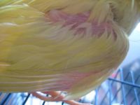 Лот: 4989630. Фото: 6. Корелла с рубля