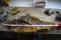 Лот: 7567581. Фото: 2. Кора с лишайником, коряга, палка... Животные и уход