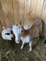 Лот: 25771402. Фото: 3. Козел. Растения и животные