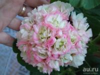 Лот: 7406494. Фото: 4. Зональная пеларгония "Happy Appleblossom... Красноярск