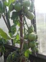 Лот: 11168384. Фото: 5. помидоры (томаты) черные, коренастая...