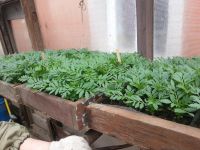 Лот: 7442616. Фото: 4. Продаем рассаду . Большой ассортимент... Красноярск