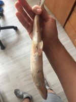 Лот: 11287470. Фото: 2. Пелядь аналог байкальского омуля. Продукты