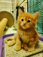 Лот: 24848094. Фото: 4. Котята мейн-кун. Красноярск