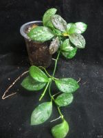 Лот: 13558927. Фото: 4. Хойя .Hoya sp. IR26. Красноярск