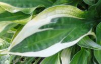 Лот: 9764197. Фото: 4. хоста "Хэнки Пэнки" (hosta 'Hanky... Красноярск