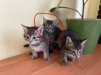 Лот: 17767982. Фото: 2. чёрный котенок девочка. Животные и уход