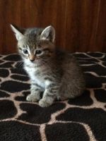 Лот: 8261279. Фото: 2. Котейка:). Животные и уход