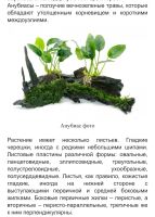 Лот: 25626555. Фото: 2. Анубиас. Аквариумистика