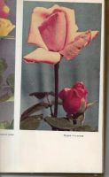 Лот: 9189878. Фото: 2. Сушков, К.; Бессчетнова, М. Розы. Дом, сад, досуг