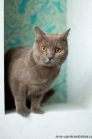 Лот: 6151287. Фото: 2. Мега красивого кота в добрые руки... Животные и уход