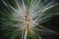 Лот: 10004276. Фото: 5. Tokina at-x PRO dx AF 35 mm f...