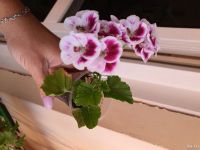 Лот: 4263166. Фото: 4. Герань(пеларгония) ангел. Красноярск