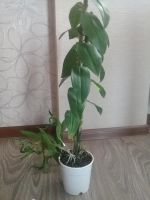 Лот: 9299097. Фото: 5. Орхидея дендробиум(белый)Nobile...