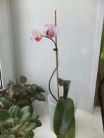 Лот: 6960964. Фото: 4. Орхидея Phal. Lightning цветёт. Красноярск