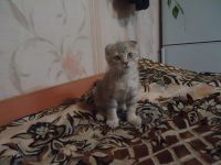 Лот: 5167430. Фото: 3. Милые котята!. Растения и животные