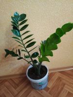 Лот: 25637110. Фото: 2. Замиокулькас (Долларовое дерево... Комнатные растения и уход