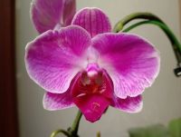 Лот: 25850532. Фото: 3. Орхидея фаленопсис (Ретро сорт... Растения и животные