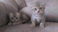Лот: 3073948. Фото: 4. Продаем котенка - красавчика... Красноярск