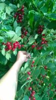Лот: 7986154. Фото: 7. Продам дом Причал (Давыдова)