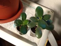 Лот: 10125500. Фото: 3. Крассула овальная (Crassula Ovata... Растения и животные