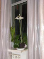 Лот: 4455454. Фото: 4. Эухариус детка. Красноярск