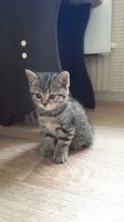 Лот: 11774259. Фото: 2. Британские котята. Животные и уход