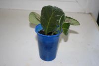 Лот: 4472808. Фото: 2. Глоксиния ситец красный махровый... Комнатные растения и уход