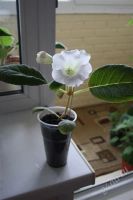 Лот: 2838765. Фото: 2. Глоксиния 4 (цветет). Комнатные растения и уход