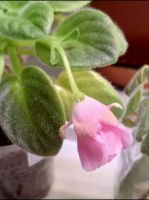 Лот: 23116925. Фото: 3. Фиалка сортовая. Растения и животные