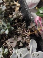 Лот: 14616984. Фото: 2. Graptoveria gilva. Комнатные растения и уход