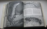 Лот: 18993873. Фото: 6. Станек В.Я. Иллюстрированная энциклопедия...
