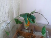 Лот: 1923749. Фото: 2. тетрастигма лиана. Комнатные растения и уход