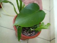 Лот: 9541376. Фото: 3. Монстера, черенки укорененные... Растения и животные