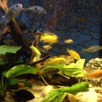 Лот: 5271254. Фото: 4. еллоу лабидохромус. Красноярск