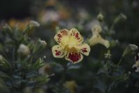 Лот: 3228655. Фото: 4. Гелиос 44-2 + переходник m42 на...